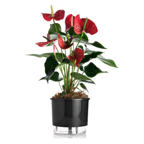 Vaso De Planta Auto Irrigável Pague 1 Leve 2